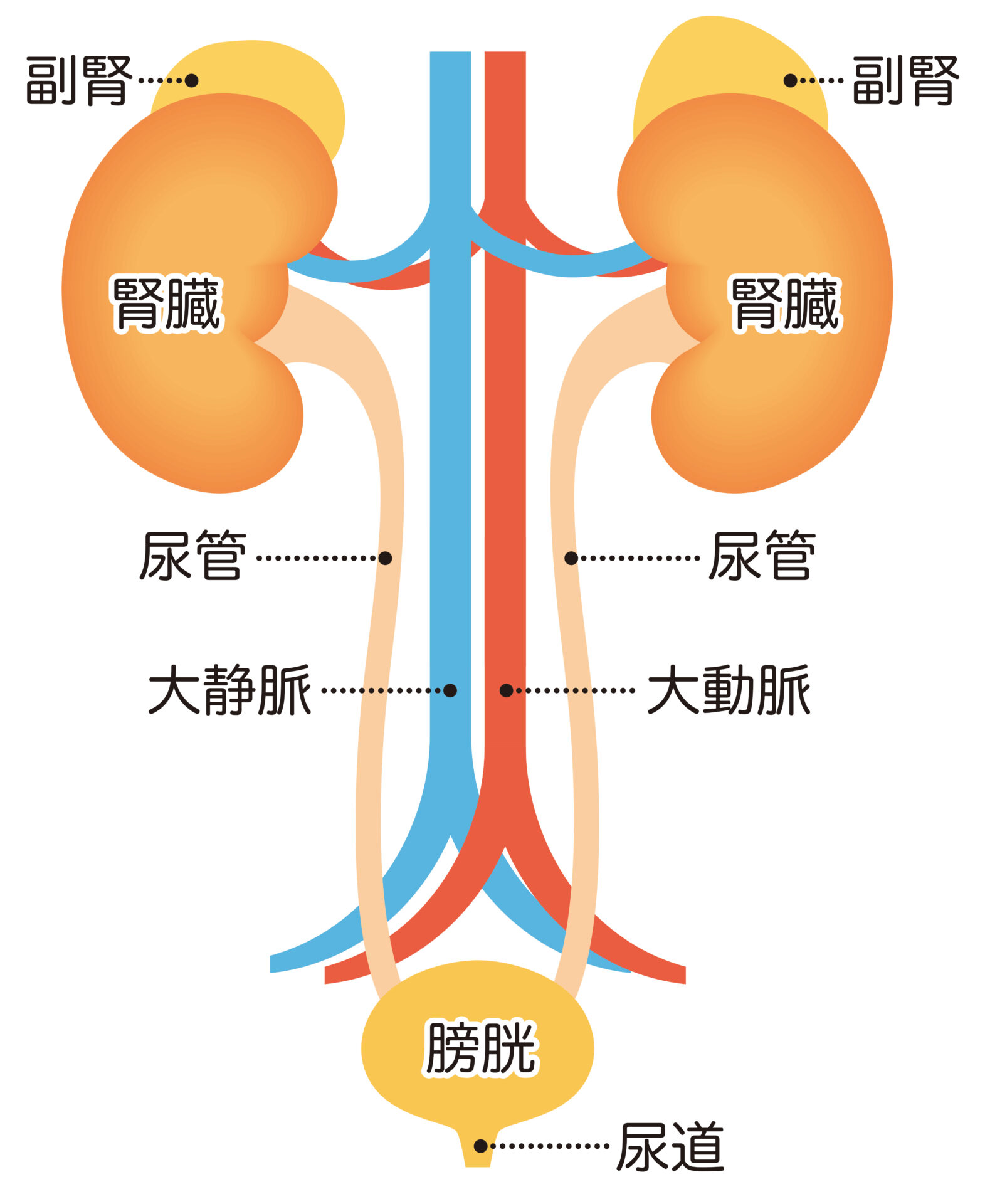 腎臓内科 | 沖縄県浦添市の人工透析、腎臓内科、リウマチ内科 | みや